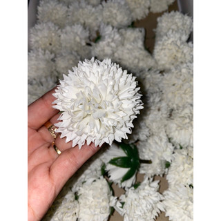 Hoa phăng sáp ( cẩm chướng sáp)