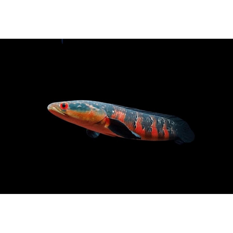 Red bangkalabun 5, 6 cm  bảo hành 100%