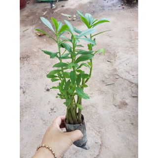 Hạt Giống Sâm Đất - (Talinum.Crassifolium,Willd) - 20 hạt