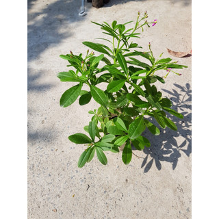 Hạt Giống Sâm Đất - (Talinum.Crassifolium,Willd) - 20 hạt