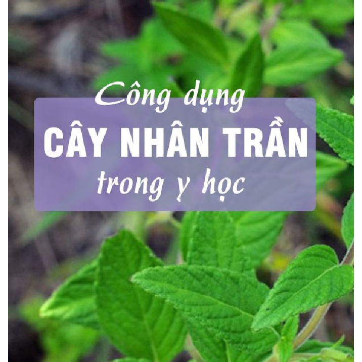 Hạt Giống Cây Nhân Trần