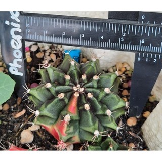Xương rồng gym lem 10 múi-gieo hạt 6cm
