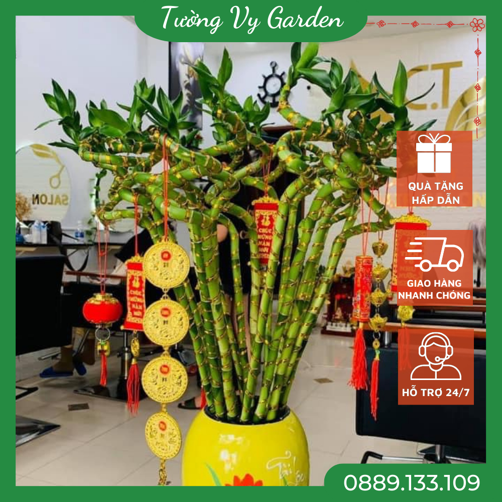 Phát Tài Xoắn Quấn Vàng 10 Cây Bao Bền, Cây Phong Thủy Phát Tài Để Bàn Thu Hút Vận May Tài Lộc - Tường Vy Garden