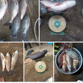 Mồi câu lăng xê NT, Rất nhạy cá