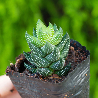 Sen đá móng phụng 3-5cm