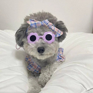 Mắt kính cho thú cưng, chó mèo