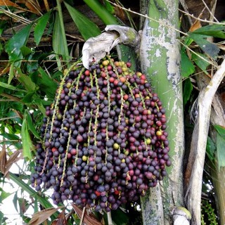 Trái đủng đỉnh- quả móc tươi 1kg