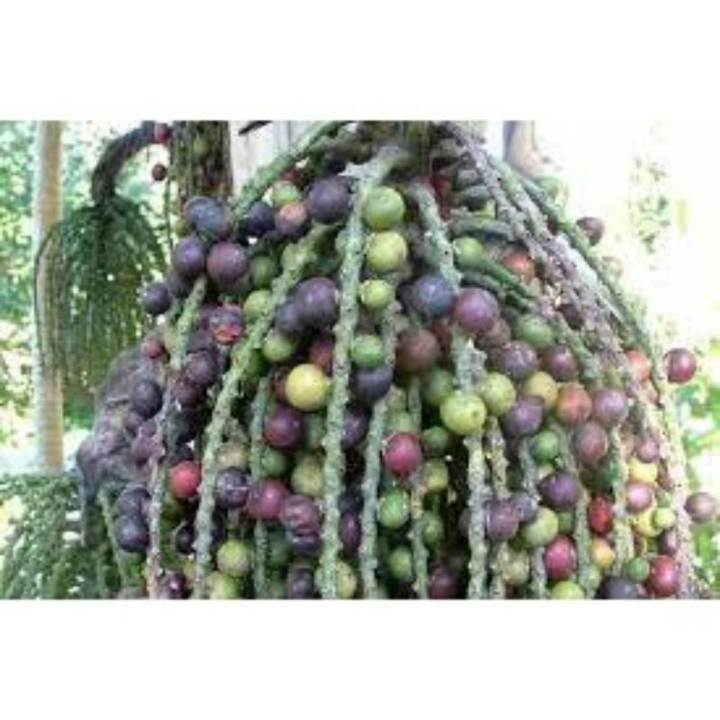 Trái đủng đỉnh- quả móc Khô 1kg