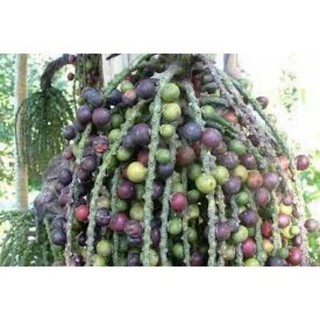 trái đủng đỉnh- quả móc tươi 1kg