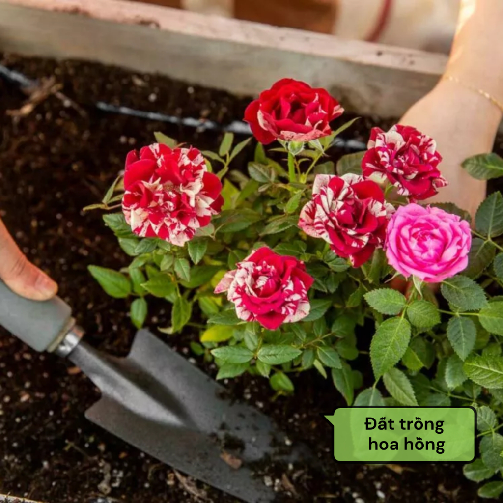 Đất Trồng Hoa Hồng Hữu Cơ GARDENT Đất Trộn Sẵn Nguyên Chất 100% Đã Qua Xử Lý Giàu Dinh Dưỡng Bao 2Kg 5Kg