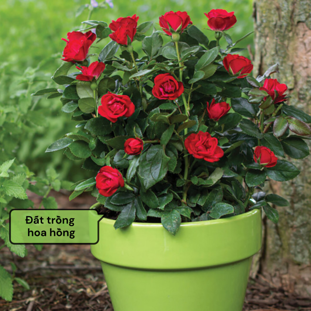 Đất Trồng Hoa Hồng Hữu Cơ GARDENT Đất Trộn Sẵn Nguyên Chất 100% Đã Qua Xử Lý Giàu Dinh Dưỡng Bao 2Kg 5Kg