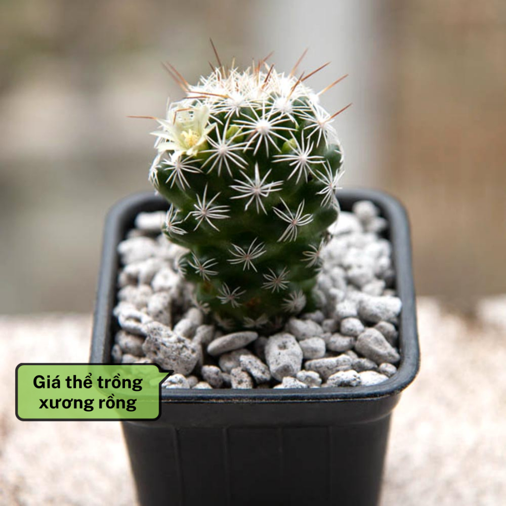 Đá Bọt Núi Lửa Pumice GARDENT Đá Lót Chậu Giá Thể Trồng Sen Đá Xương Rồng Size 2-4cm 3-6mm Bao 1Kg Thoáng Giữ Ẩm Rất Tốt