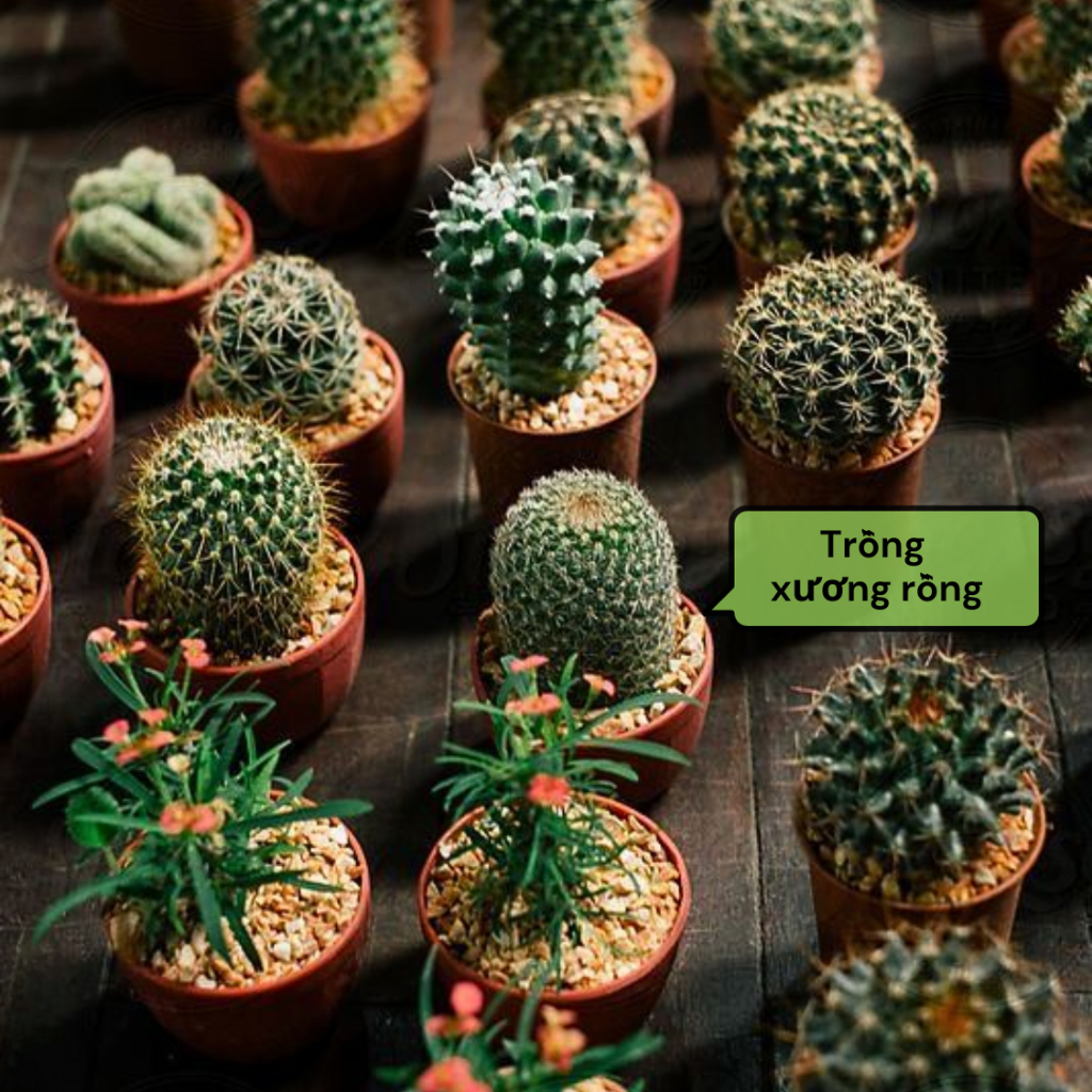 Đá Khoáng Masato GARDENT Đá Maifan Giá Thể Trồng Sen Đá, Xương Rồng, Bonsai Size 3-6mm Bao 1kg
