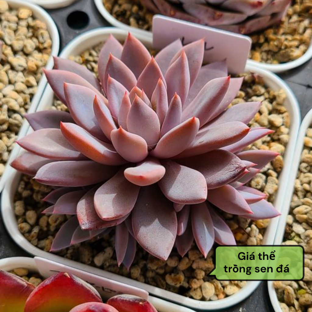 Đá Khoáng Masato GARDENT Đá Maifan Giá Thể Trồng Sen Đá, Xương Rồng, Bonsai Size 3-6mm Bao 1kg