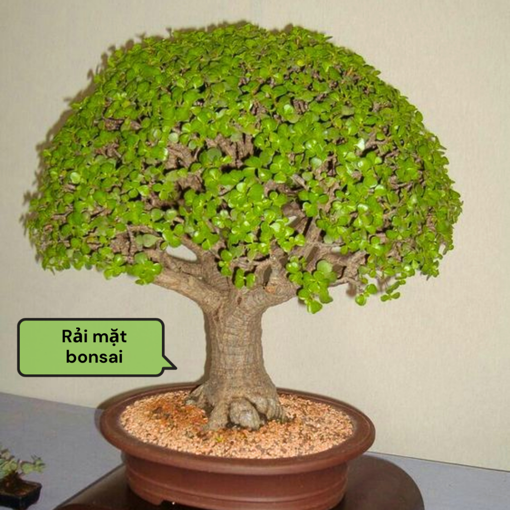 Đá Khoáng Masato GARDENT Đá Maifan Giá Thể Trồng Sen Đá, Xương Rồng, Bonsai Size 3-6mm Bao 1kg