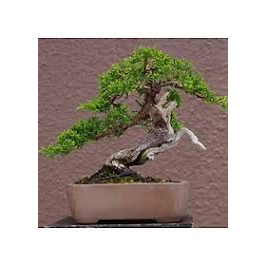 Cây Tùng La Hán_cây cảnh bonsai mini để bàn dễ chăm sóc