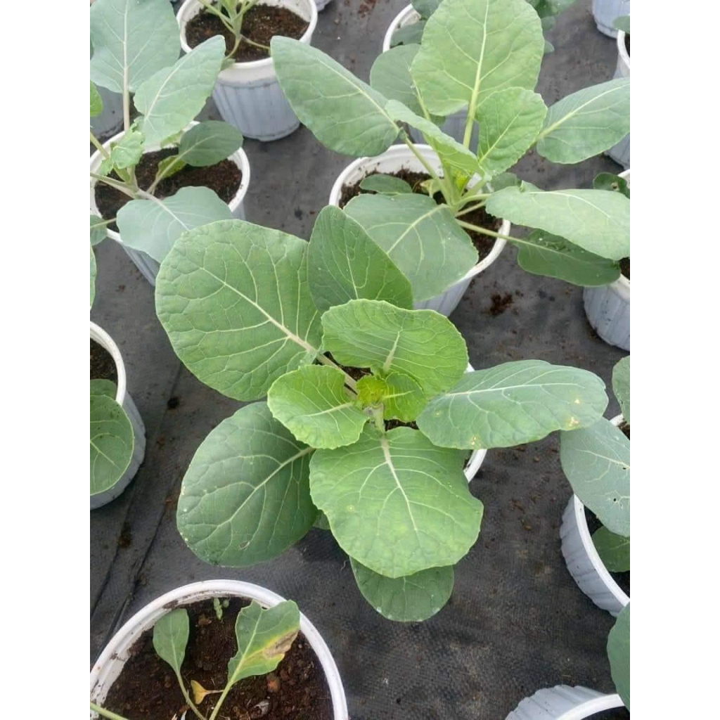 Chậu cây giống bắp cải tí hon Brussels - thegioiraumam