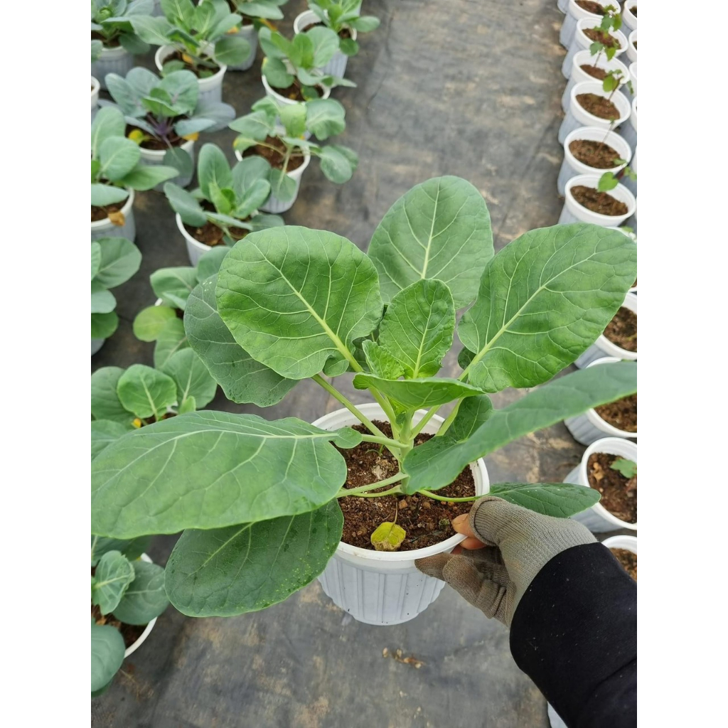 Chậu cây giống bắp cải tí hon Brussels - thegioiraumam