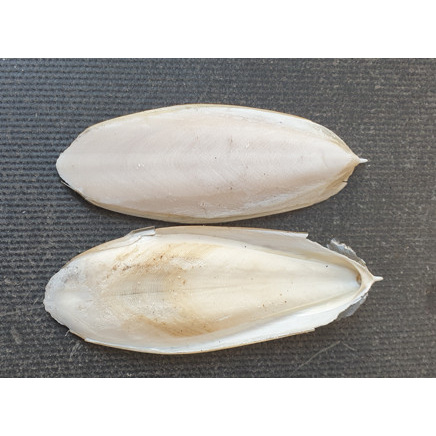 Nang Mực  cho chim. Vẹt, yến hót và các dòng chim finch