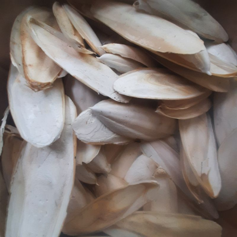 Nang Mực  cho chim. Vẹt, yến hót và các dòng chim finch