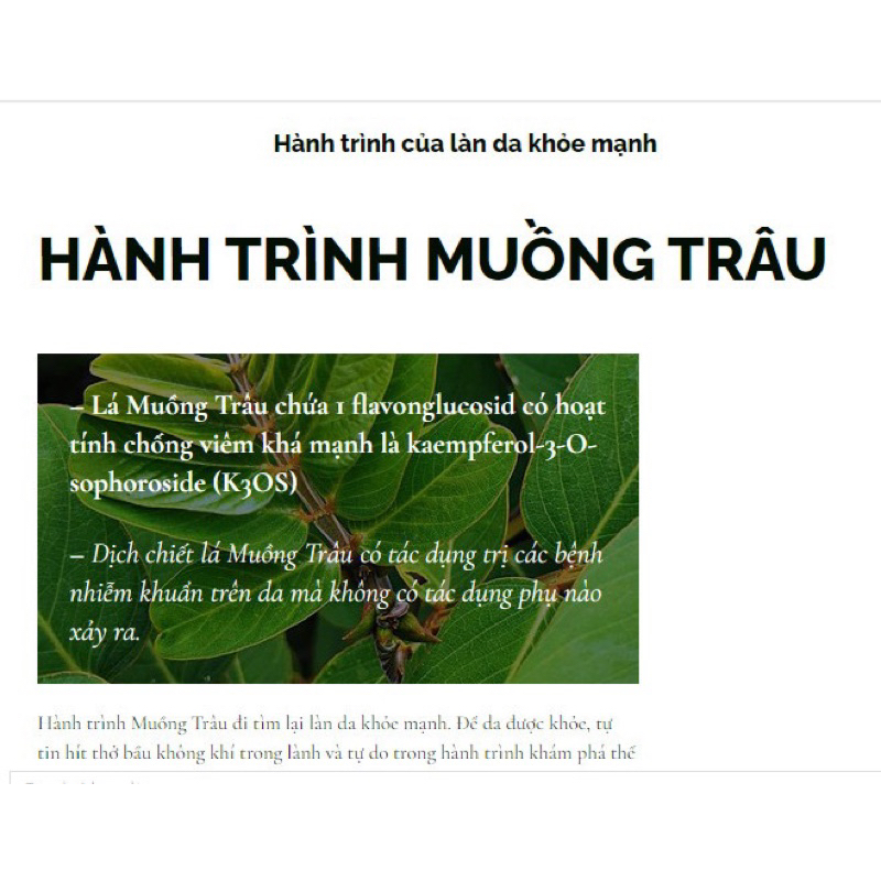 Cao lá Muồng Trâu 50ml