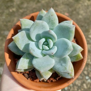 Sen đá laui lai, echeveria snow angel, 5-6 cm, không kèm chậu