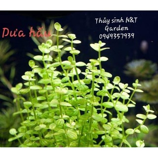 N&t - cây dưa hấu - 20 nhánh
