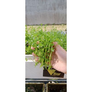 N&T Garden - cây thủy sinh dưa hấu (30 nhánh)