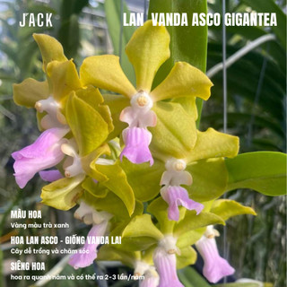 Lan Asco Gigatea Thái Lan - Vanda lai Ngọc Điểm Hoa Thơm