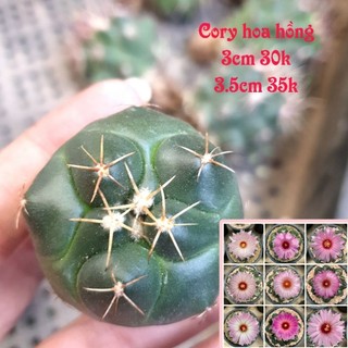 Xương rồng cory hoa hồng