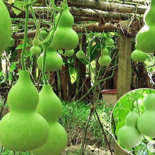 Hạt giống Bầu Hồ Lô Bầu Đá (10 hạt)