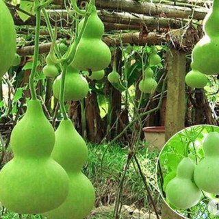 Hạt giống bầu hồ lô bầu đá