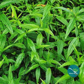 1kg Cây bìm bịp khô
