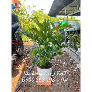Chậu trầu bà thanh xuân - nguyên chậu cao tầm 70-80cm