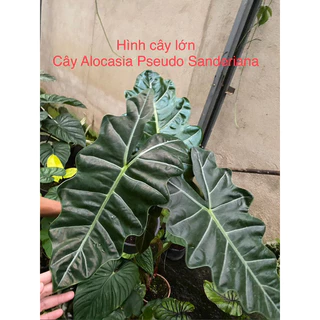 🪴 Cây Alocasia Pseudo Sanderiana/ Kiểng lá/ cây trong nhà