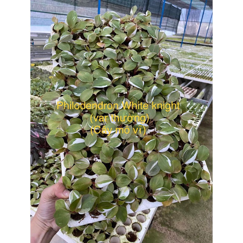 🪴 Cây Philodendron White knight / Kiểng lá/ cây trong nhà
