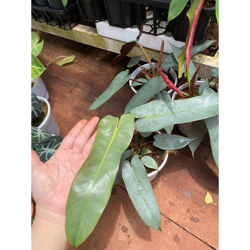 🪴 Cây Philodendron Atabapoense / Kiểng lá/ cây trong nhà