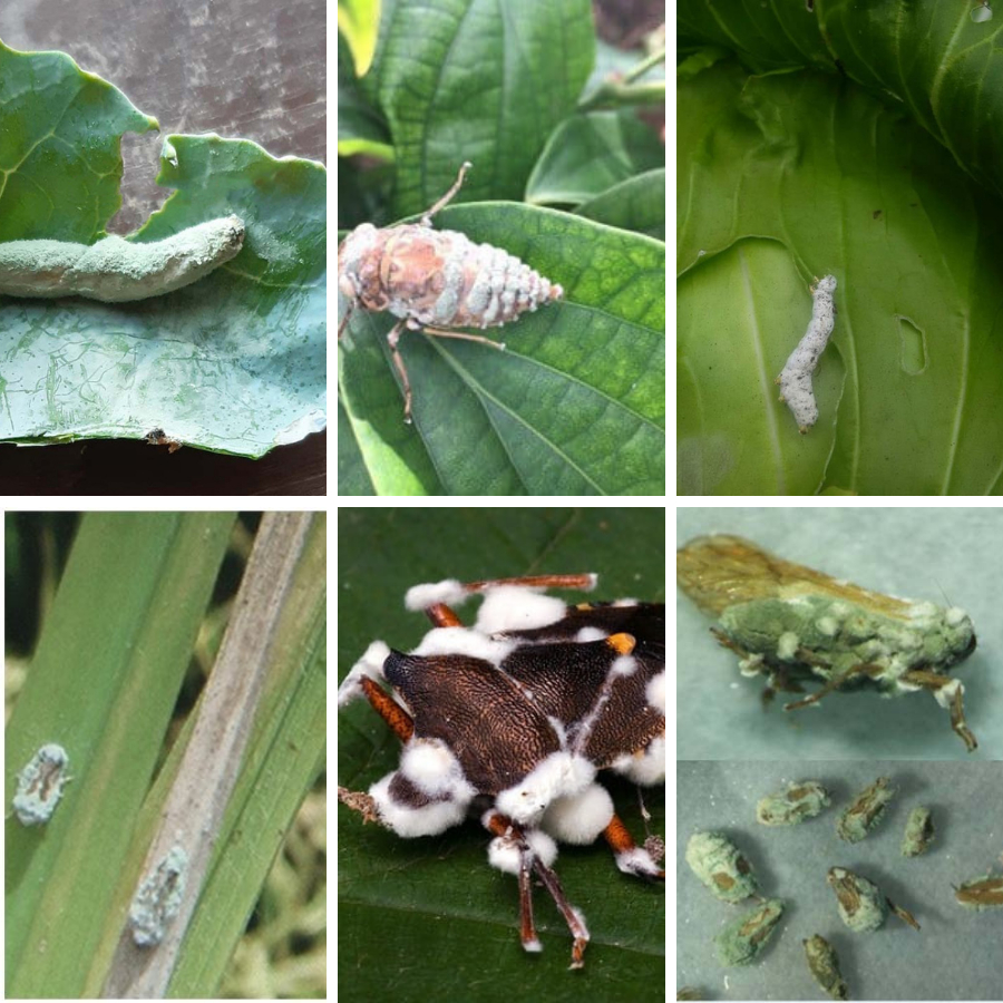 200 gr NẤM 3 MÀU Vi Nấm Ký Sinh Trừ Sâu Rầy rệp Sáp Sùng Đất An Toàn Sinh Học