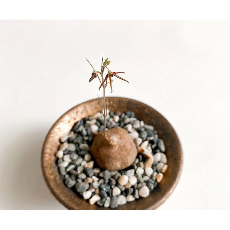 Brachystelma thailand