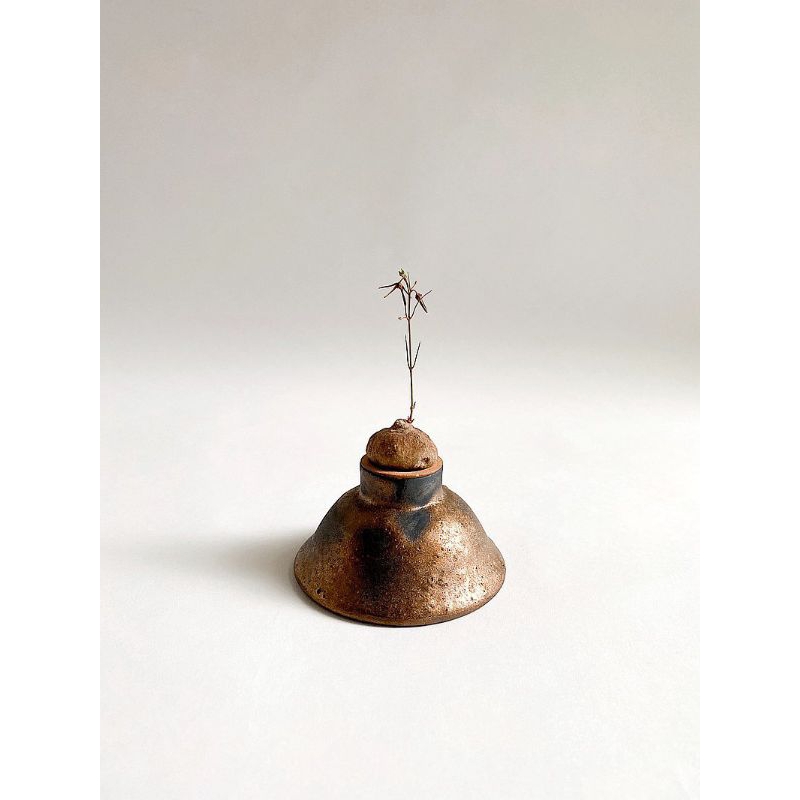 Brachystelma thailand