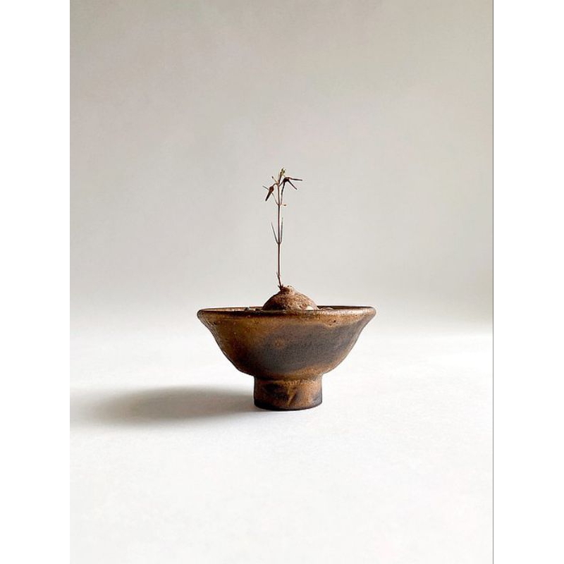 Brachystelma thailand