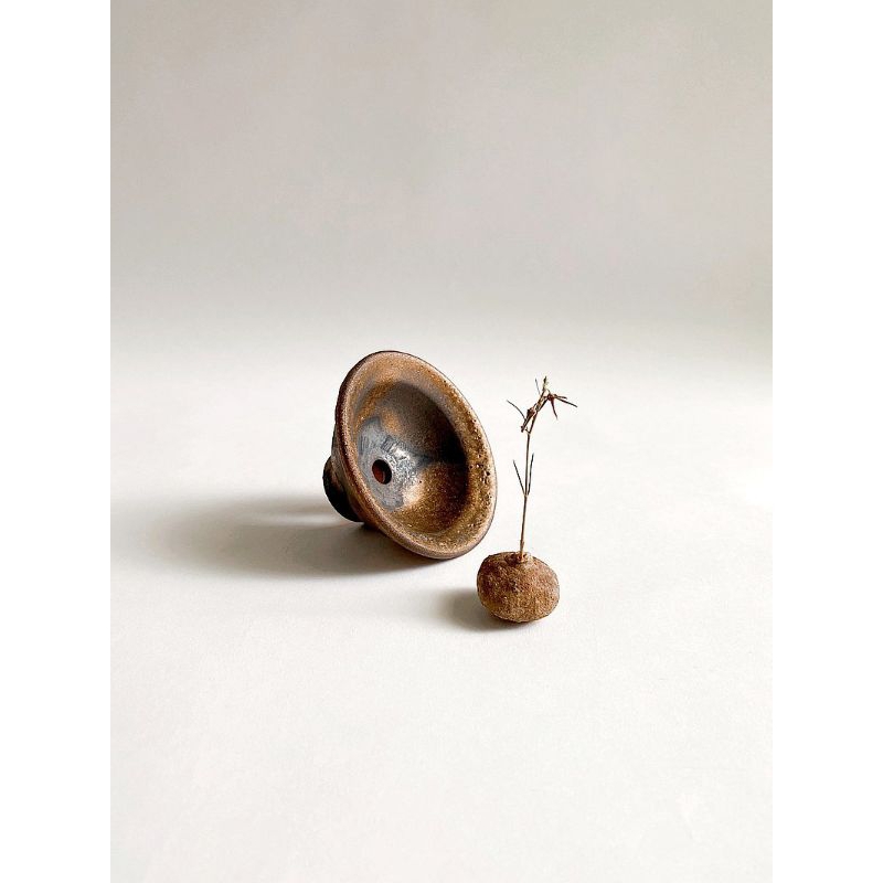 Brachystelma thailand