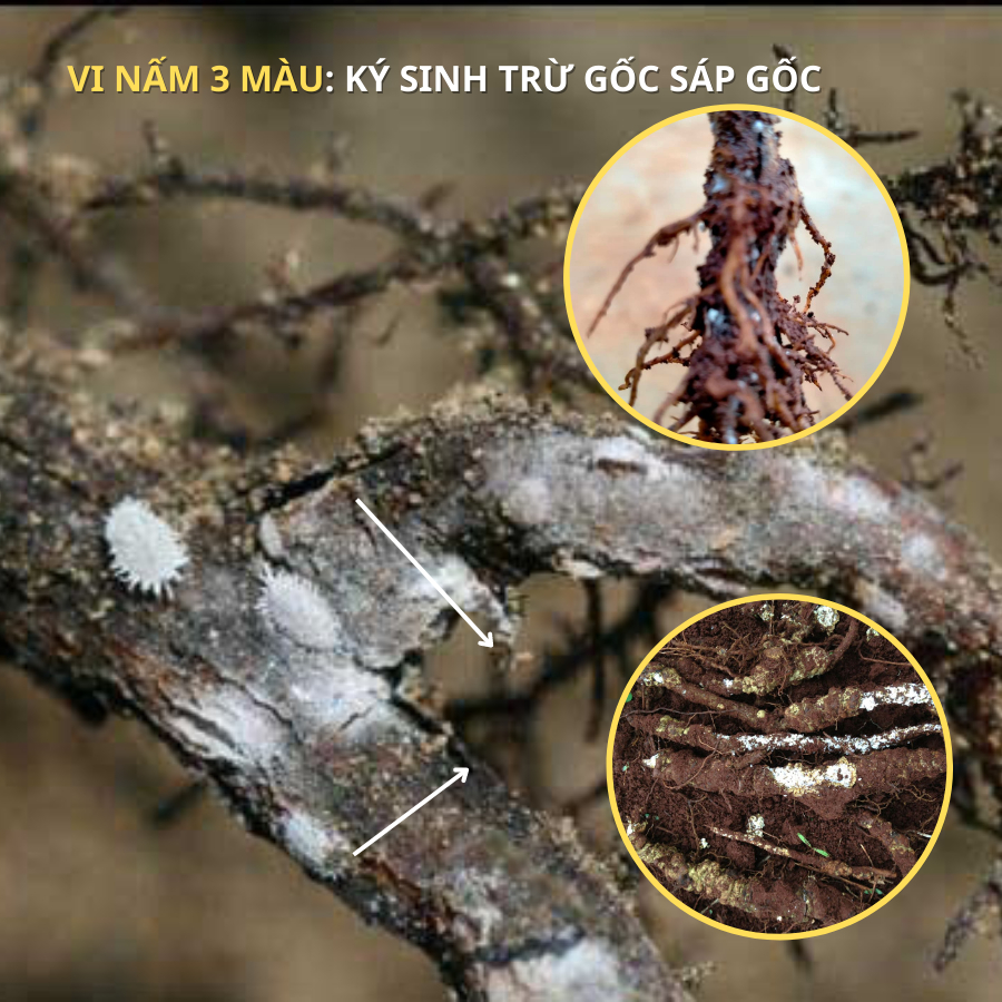 200 gr NẤM 3 MÀU Vi Nấm Ký Sinh Trừ Sâu Rầy rệp Sáp Sùng Đất An Toàn Sinh Học