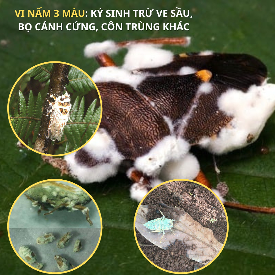 200 gr NẤM 3 MÀU Vi Nấm Ký Sinh Trừ Sâu Rầy rệp Sáp Sùng Đất An Toàn Sinh Học