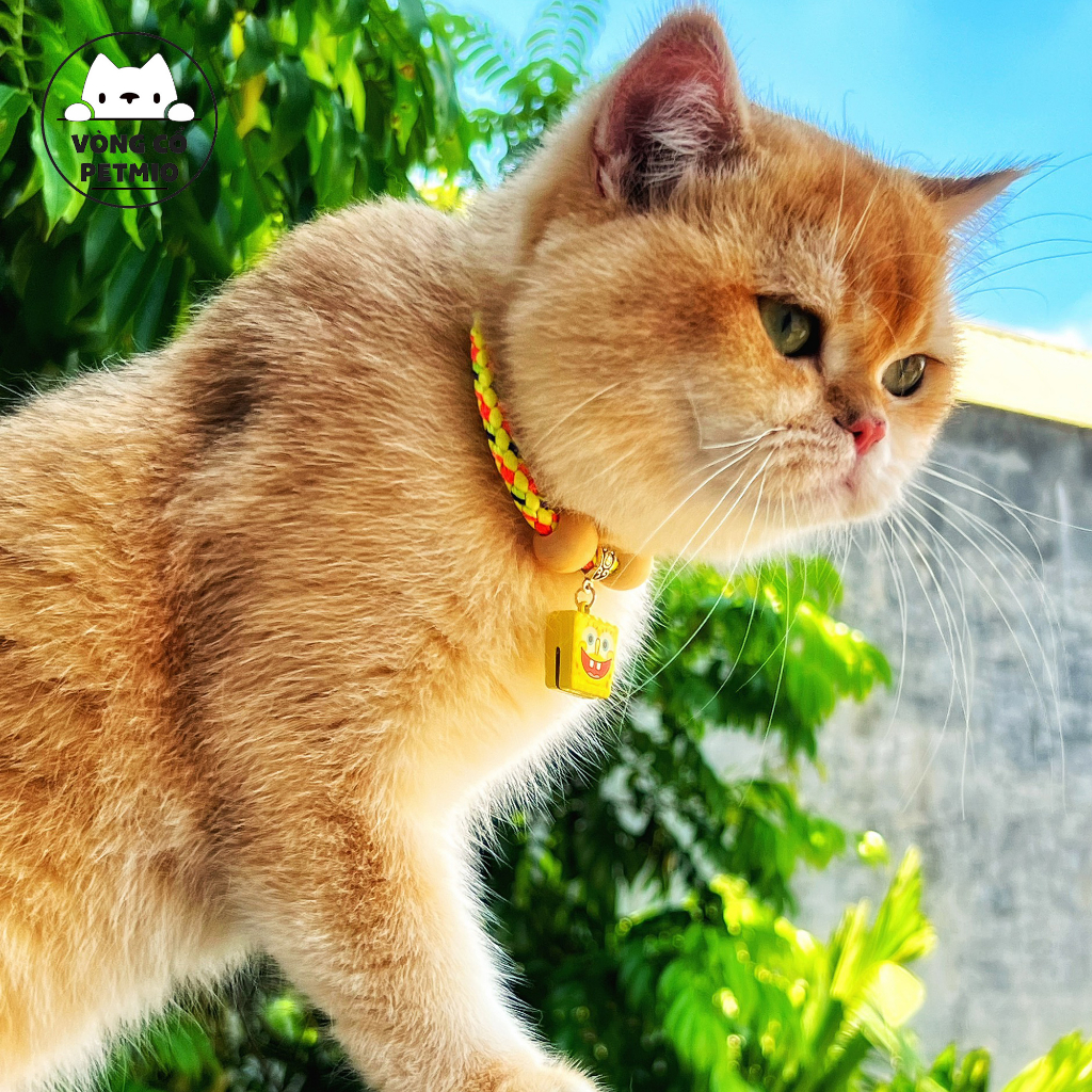 Vòng cổ cho mèo, vòng cho Chó Mèo,mã petmio gỗ đơn,vòng handmade Shop Tự Thiết kế cute cao cấp,có chuông,không sợ nước