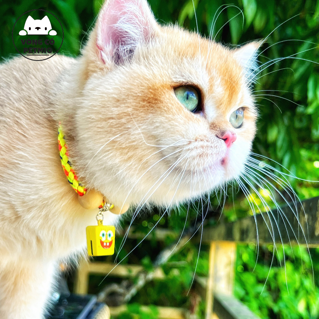 Vòng cổ cho mèo, vòng cho Chó Mèo,mã petmio gỗ đơn,vòng handmade Shop Tự Thiết kế cute cao cấp,có chuông,không sợ nước