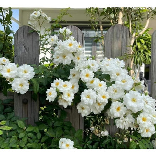 Hoa Hồng Leo Friendship of Strangers Rose