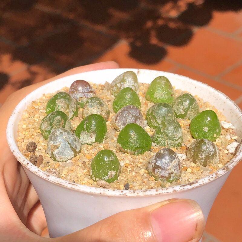 Conophytum burgeri