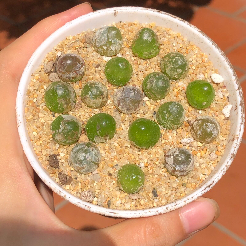 Conophytum burgeri