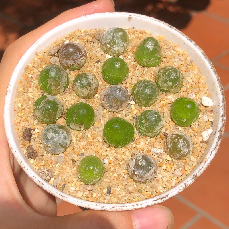 Conophytum burgeri